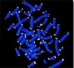 Хромосомы (синие) и теломера (белые)