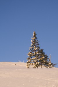 Рождественские елки на Аландских островах в этом году - дефицит