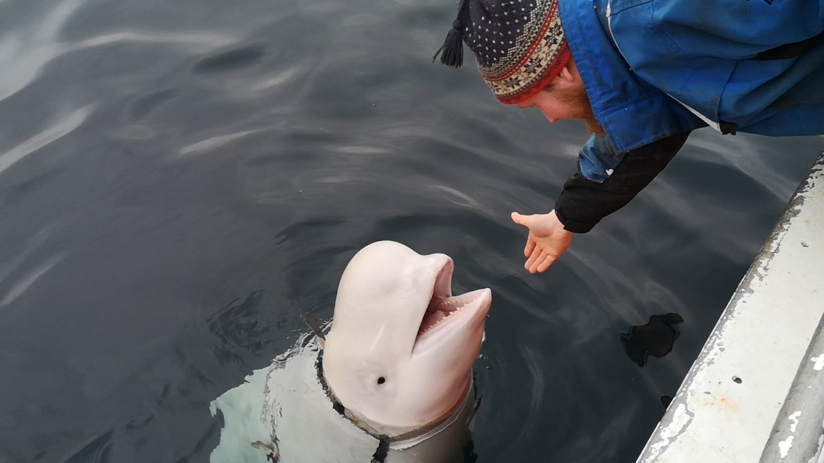 Дружелюбный белуха, оказавшийся у берегов Норвегии, может стать «исландцем» - СМИ