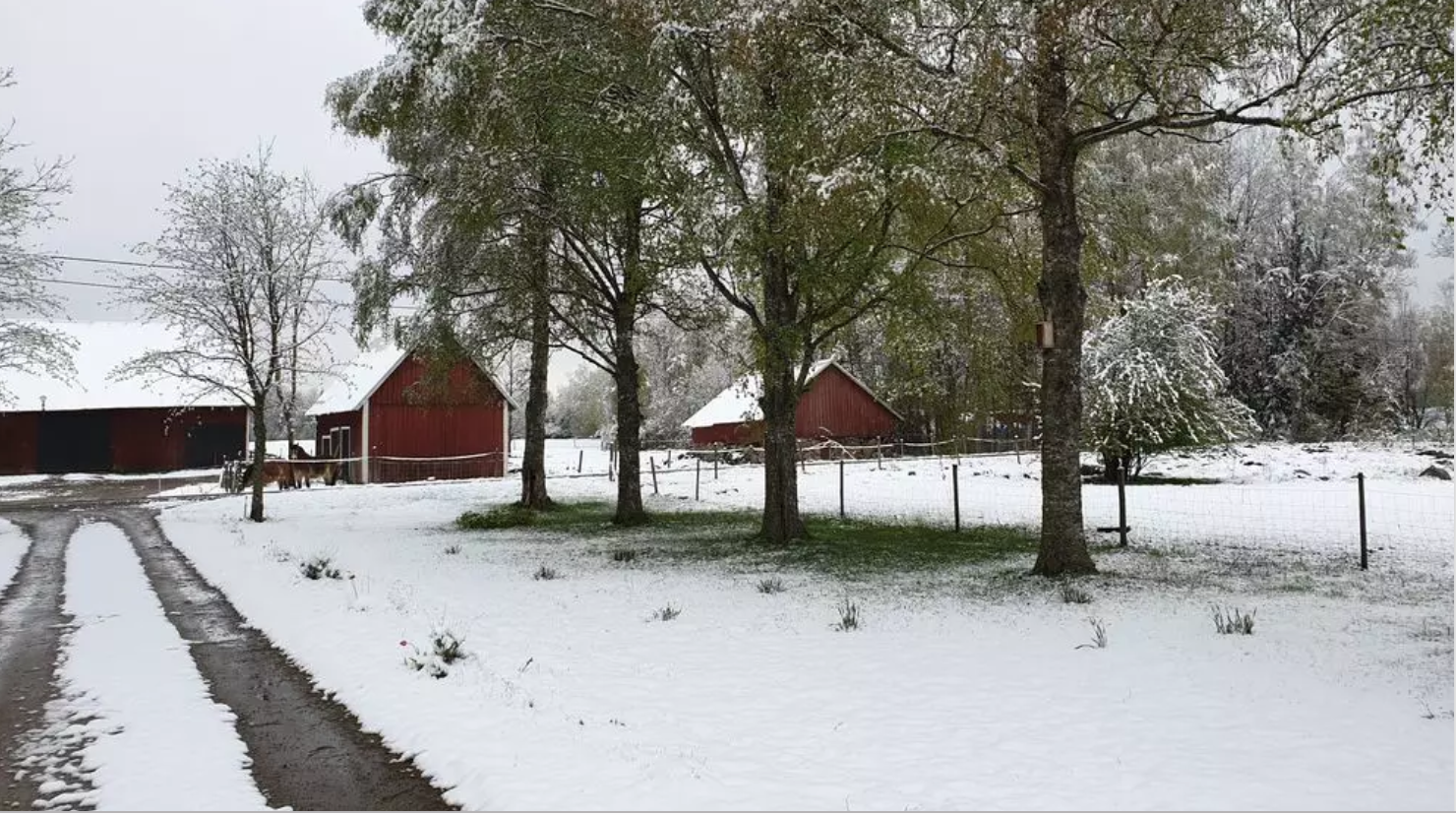 Выпавшим снегом встретила суббота шведских южан