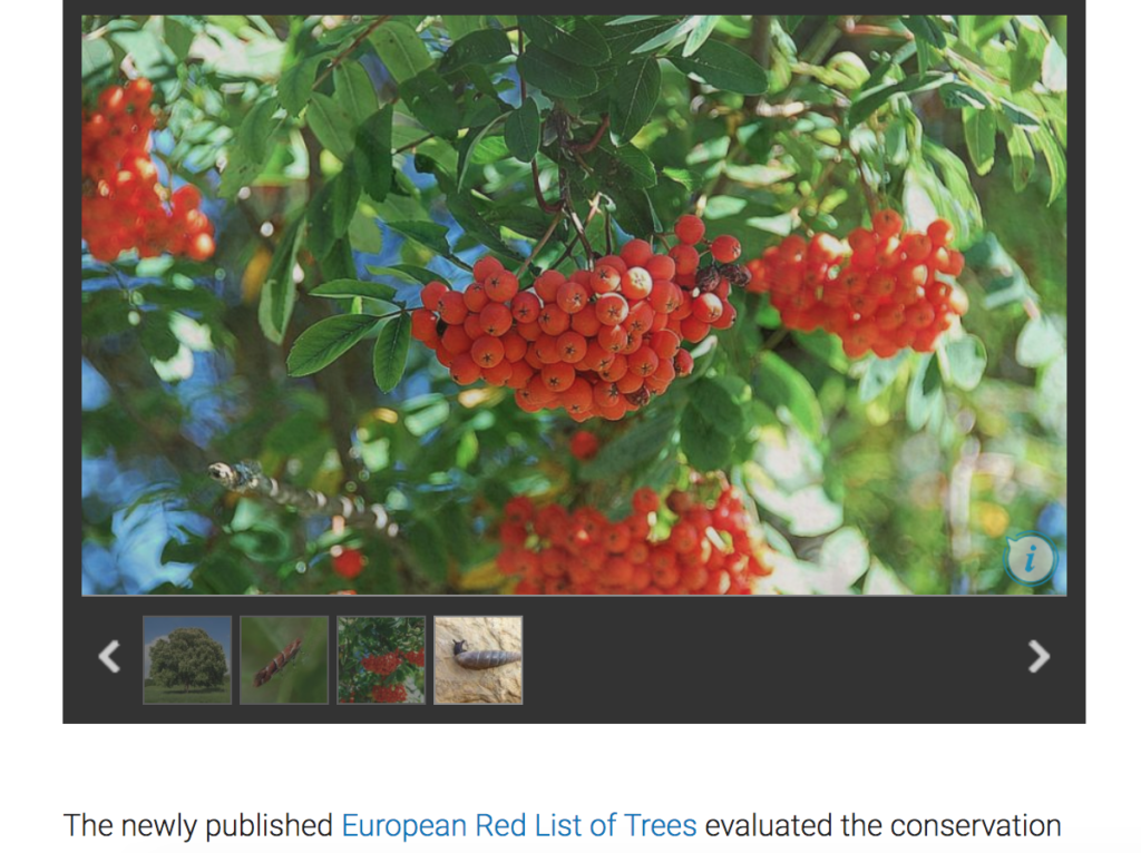 Более половины эндемичных деревьев Европы находятся на грани исчезновения - доклад