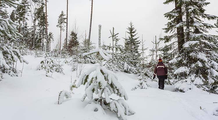 Многие жители Северной Европы наряжают свои елки в первый Адвент