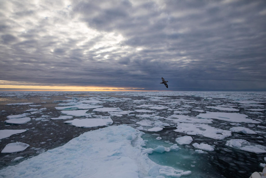 Площадь ледяного покрова в Арктике сократилась в этом году - ученые