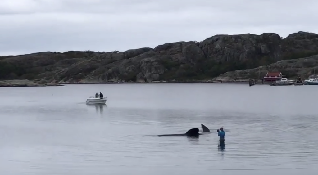 Спасатели помогли гигантской акуле на мели у побережья Западной Швеции