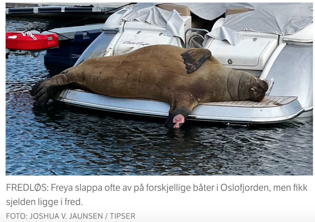 Знаменитого моржа Фрейю усыпили из-за опасения за безопасность животного и людей