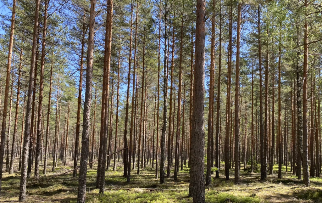 Экологические организации Финляндии хотят видеть государство в суде из-за климата